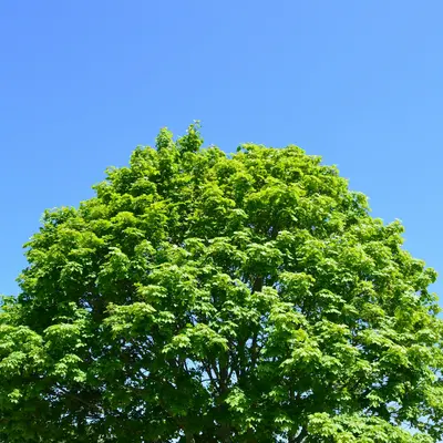 green tree under blue sky during daytime