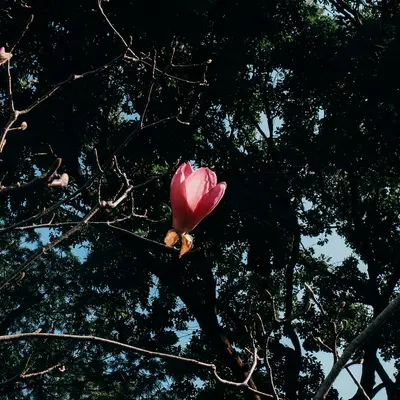 A pink flower in a tree with a blue sky in the background