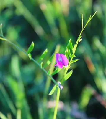a small purple flower