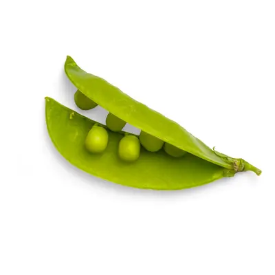 Maestro pea variety
