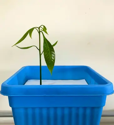 a green plant in a blue plastic container