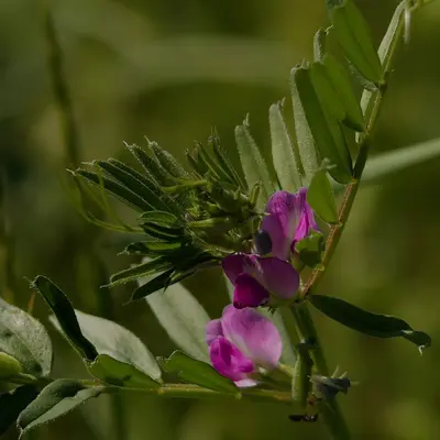 Provider pea variety