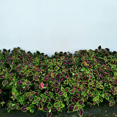 a group of purple and green plants next to a white wall