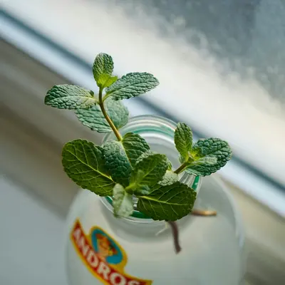 Sugar Daddy pea variety