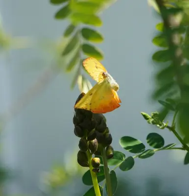 A yellow butterfly rests on a flower bud.