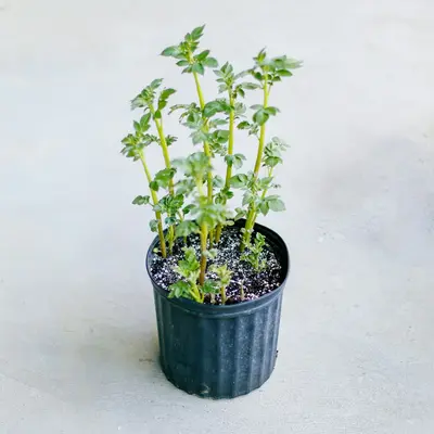 green plant on blue pot
