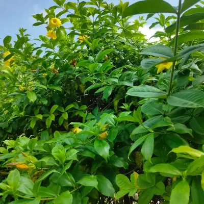 Aji Dulce 'Venezuelan Sweet' plant
