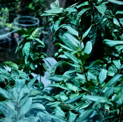 a group of plants with leaves