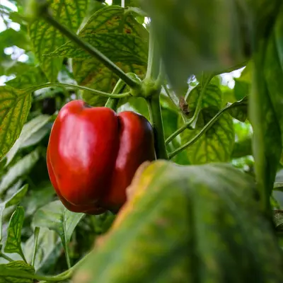 Bell Pepper 'Golden California Wonder' pepper variety
