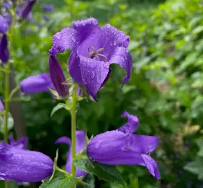 A close up of a purple flower with water droplets on it