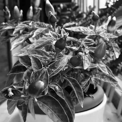 a black and white photo of a potted plant