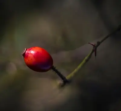 a small red flower on a stem with a blurry background
