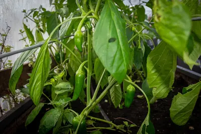 Peppers for Zone 1