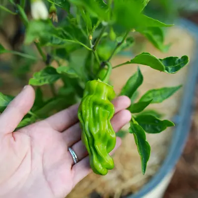 Ghost Pepper 'Bhut Jolokia' plant