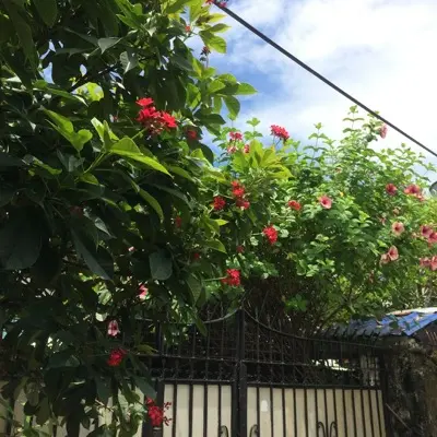 Lush green foliage with red and pink flowers behind gate.