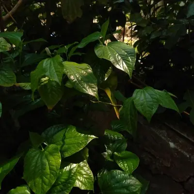 a close up of a green plant with leaves