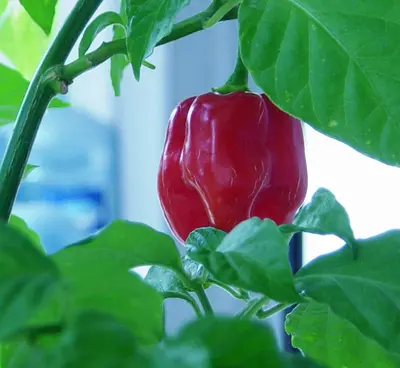 green bell pepper on persons hand