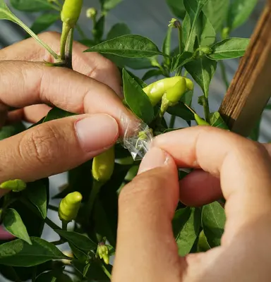 person holding yellow flower bud