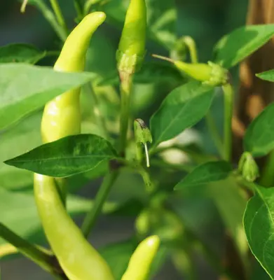 Hot Pepper 'Aji Amarillo' pepper variety