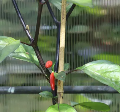 Hot Pepper 'Beaver Dam' pepper variety