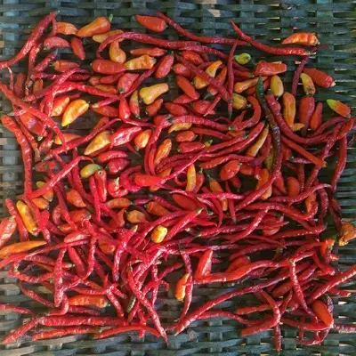 Hot Pepper 'Habanero Red' pepper variety