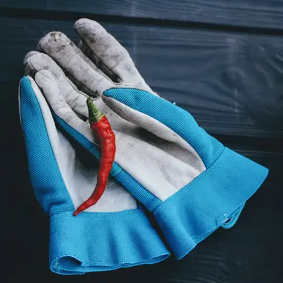 blue and white gloves on black wooden table