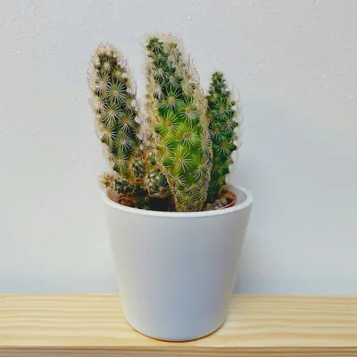 green cactus plant on white ceramic pot