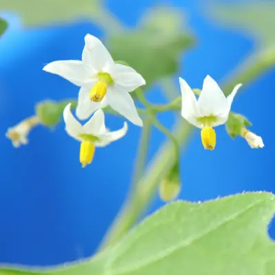 a close up of a flower on a plant