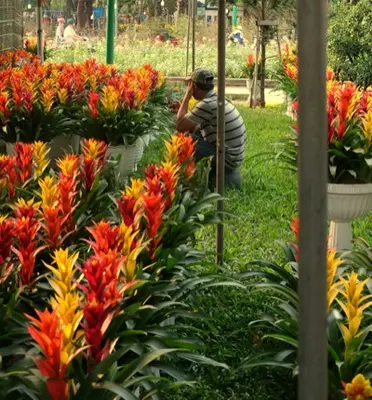 Rows of colorful bromeliad flowers in a greenhouse