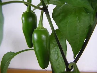green bell peppers and cherries