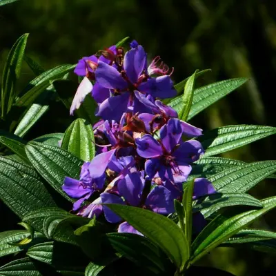 A bunch of purple flowers with green leaves