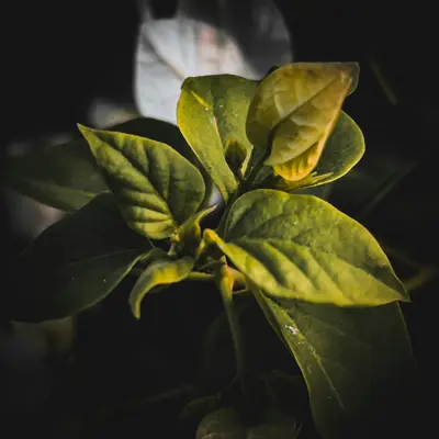 a close up of a green plant with leaves