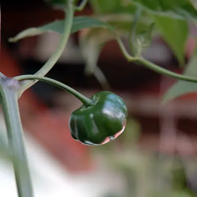 Mad Hatter (Capsicum baccatum)