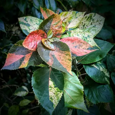 Variegated hibiscus leaves with red, green, and cream colors.