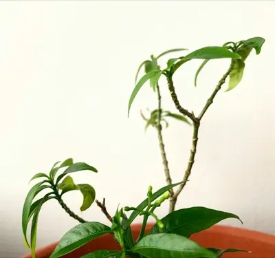 a potted plant with green leaves on a table