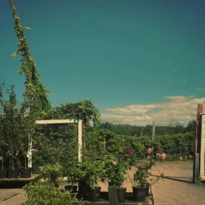 a garden with trees and plants