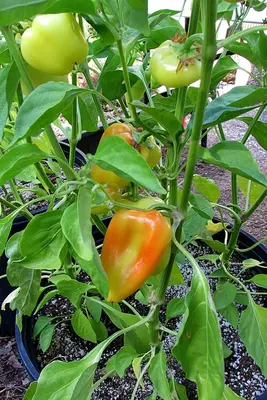 a pile of red peppers sitting on top of a table