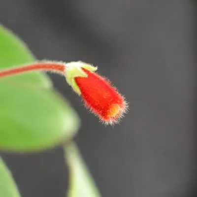 a close up of a red flower on a plant