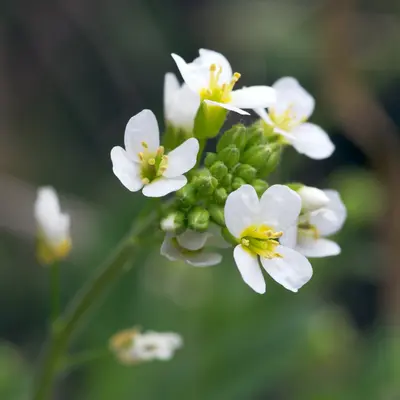 Alpine plant