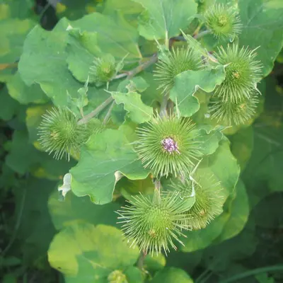 Chiko plant