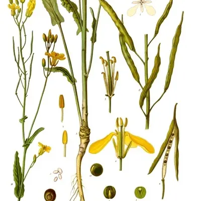 Helenor (Brassica napus)