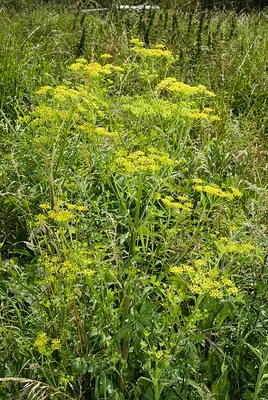 Javelin (Pastinaca sativa)