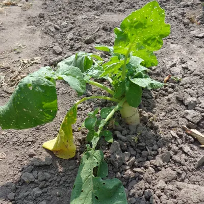 Mini Mak plant