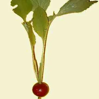 Red King 2 (Raphanus sativus var. longipinnatus)
