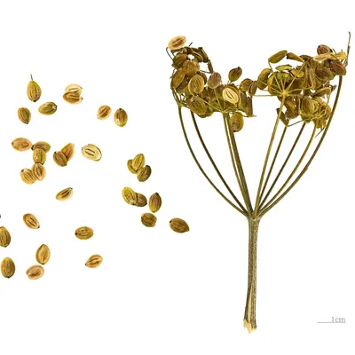 Warrior (Pastinaca sativa)