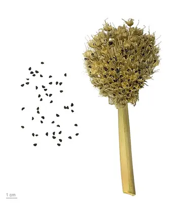 White Spear (Allium fistulosum)