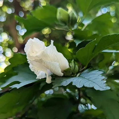A white flower with green leaves in the background