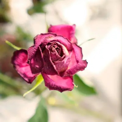 Black Baccara rose variety