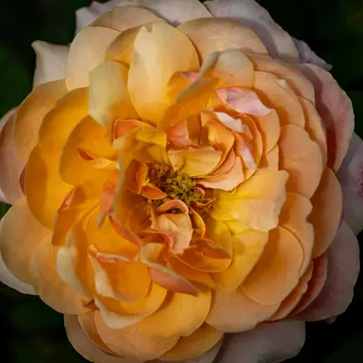 A close up of a yellow and pink flower