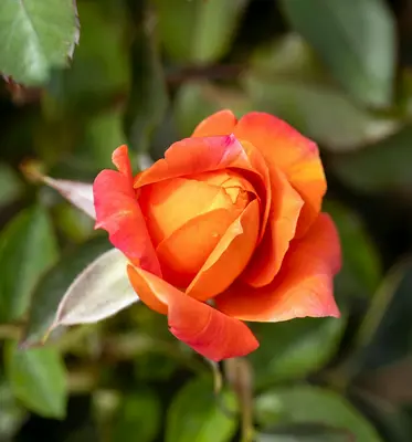 Blaze Climbing Rose rose variety